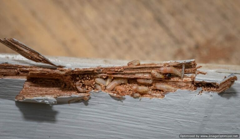 Don’t Let Termites Ruin Your Home: Why Are Termites Bad?