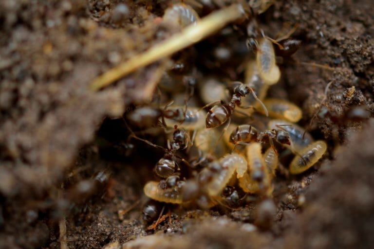 The Science Behind What Attracts Termites