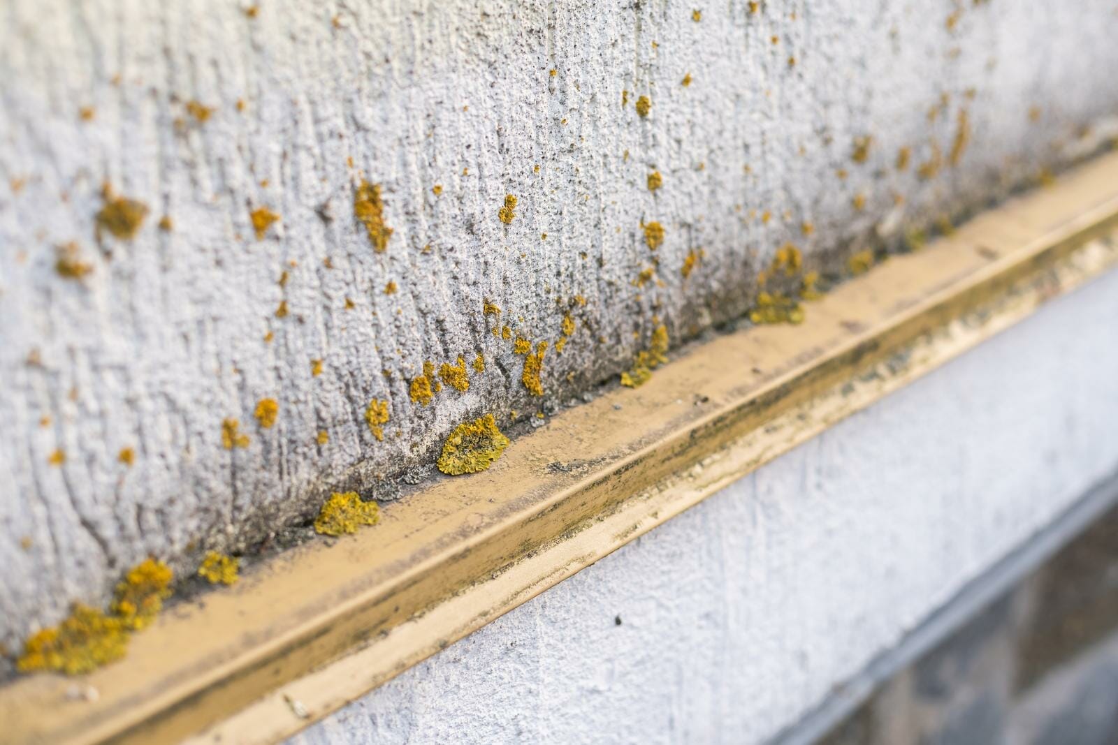 how to clean mold and mildew off siding
